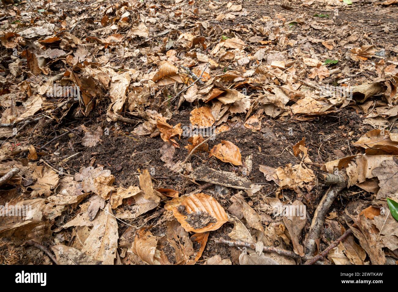 Disturbed ground near a badger sett caused by the animals snuffling or rooting around in the soil under leaves for worms, UK woodland animal signs Stock Photo