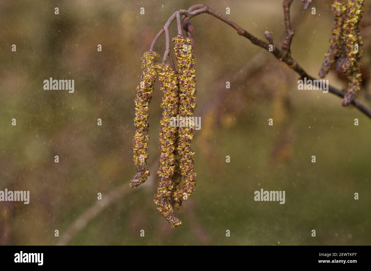 Hay fever season: male catkins of European black alder in a cloud of pollen in spring Stock Photo