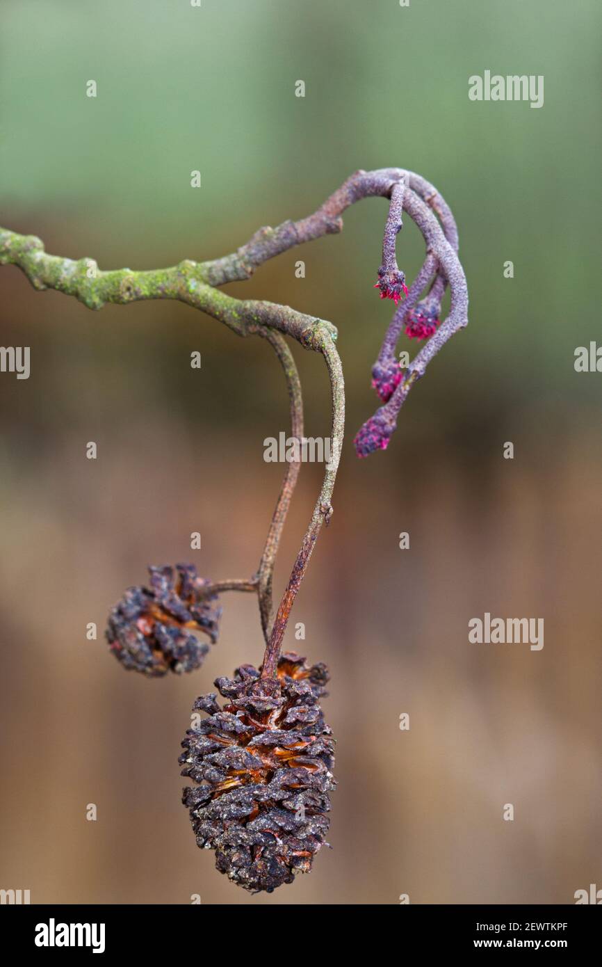 Catkins in spring, new female inflorescences and old female, mature cone-like flowers of European black alder Stock Photo