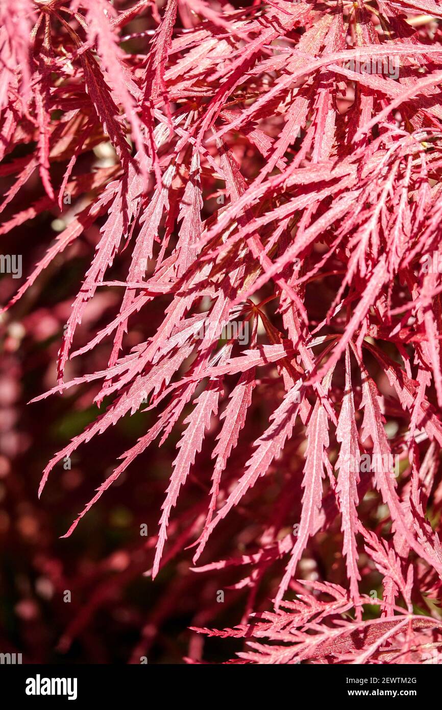 Acer palmatum Dissectum beautiful narrow red leaves Stock Photo