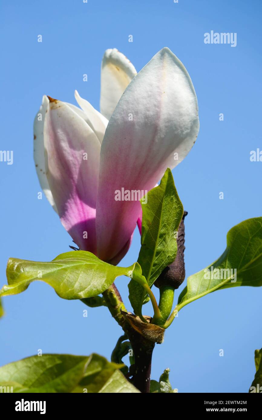 Magnolia 'Heaven Scent' flower Stock Photo