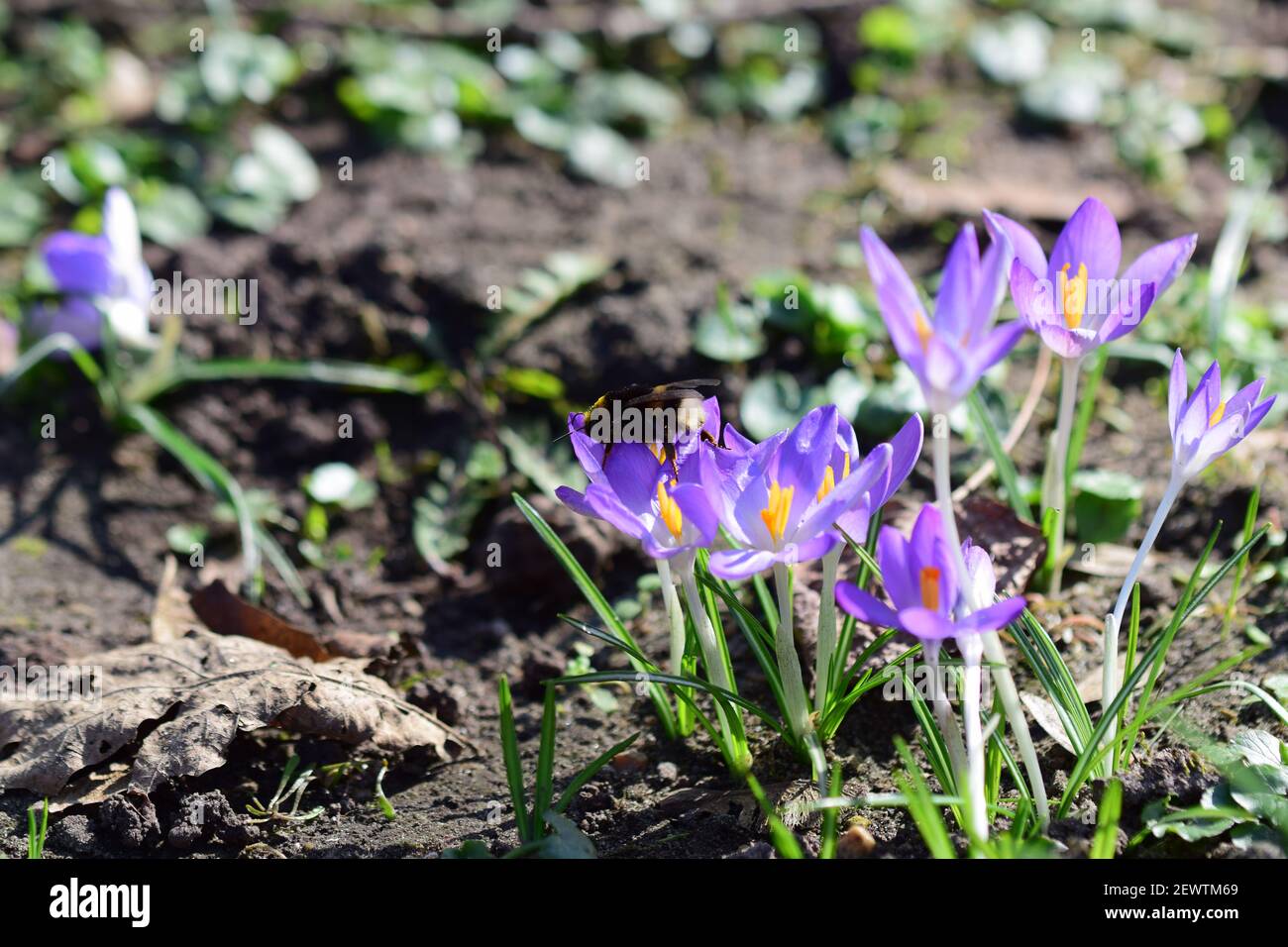 Crocusflower with a bumble bee on a meadow in the park Stock Photo