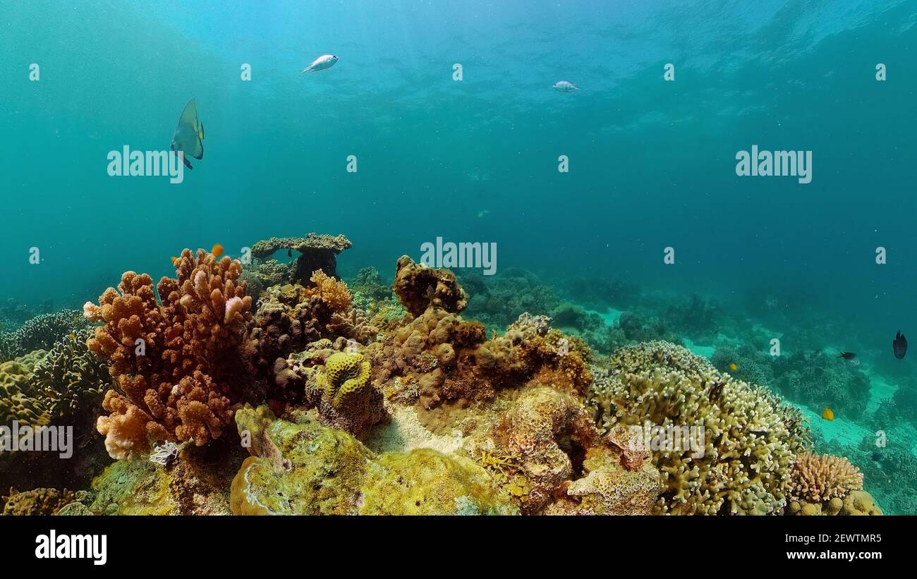 Underwater fish reef marine. Tropical colorful underwater seascape with ...
