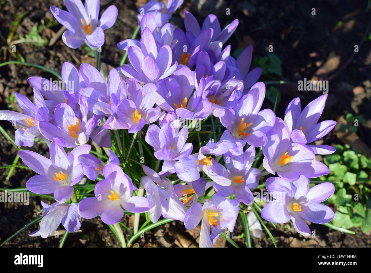 Crocus bundle on a meadow in the park Stock Photo