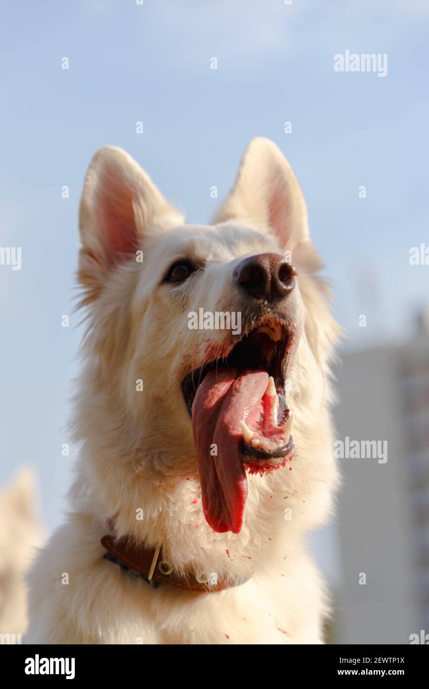 How Do You Get Blood Off A White Dog