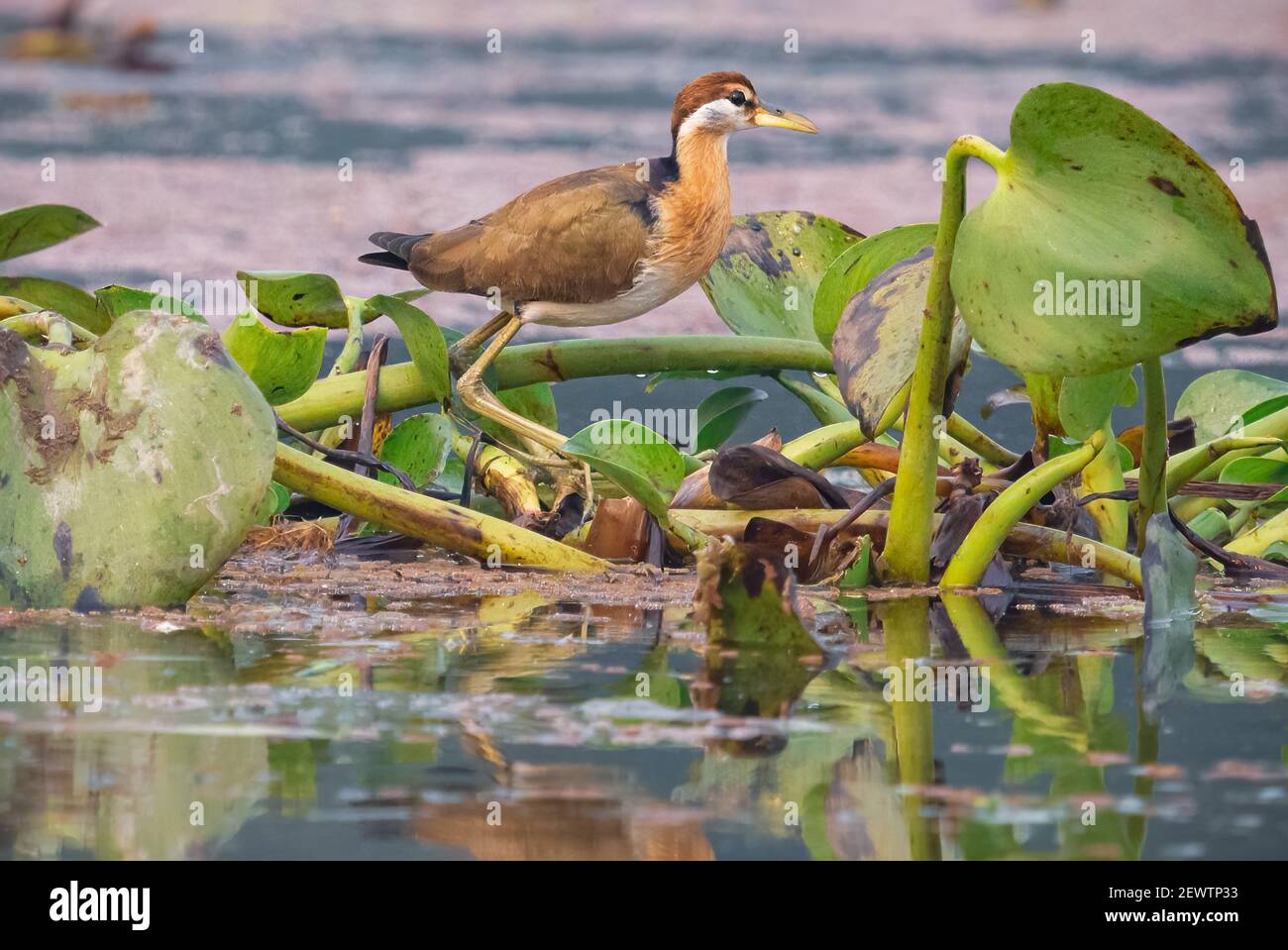 Northern Jacana migratory bird sitting on hyacinth floating on water Stock Photo