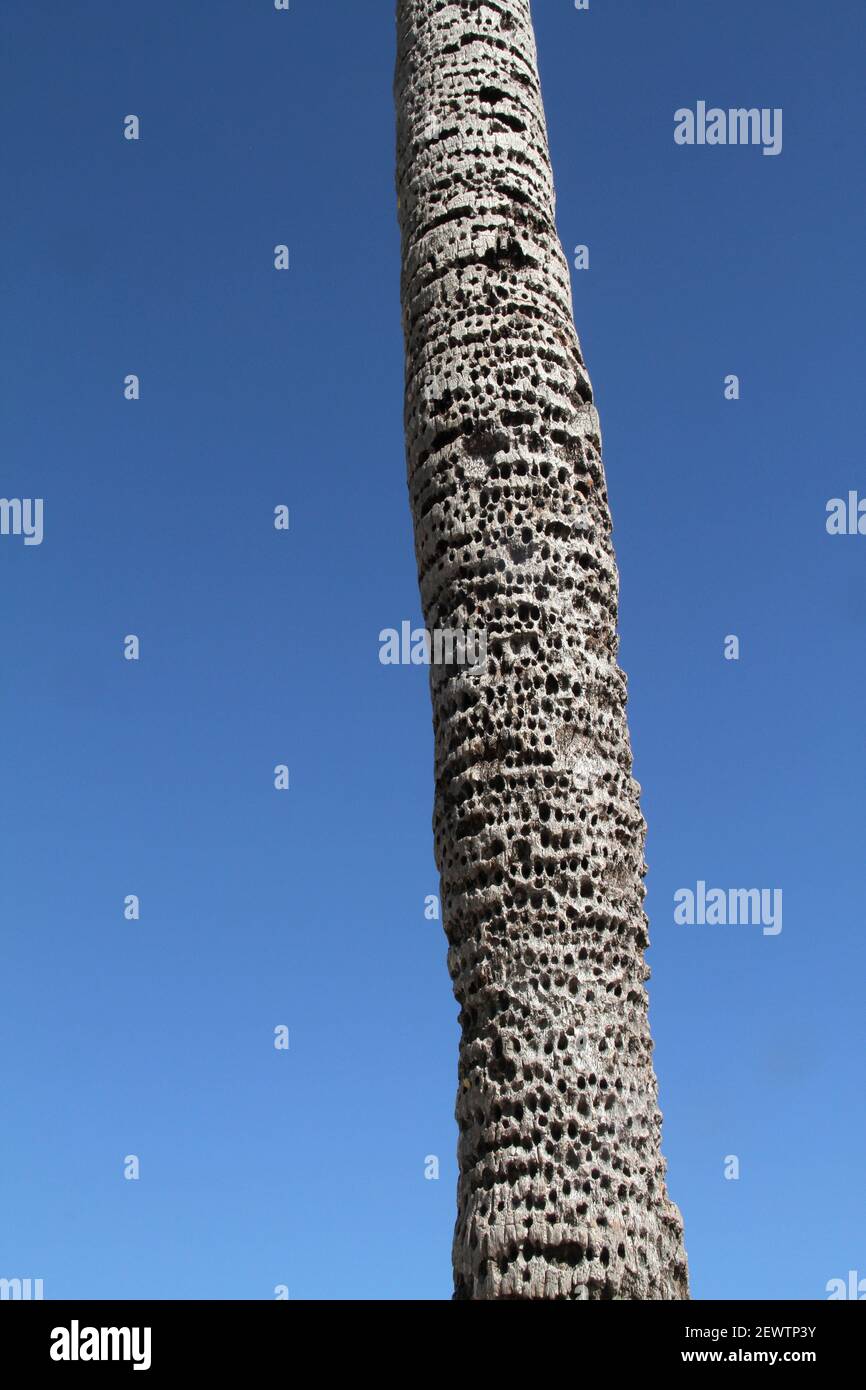 Hundreds of holes drilled by sapsuckers in the trunk of a palm tree in