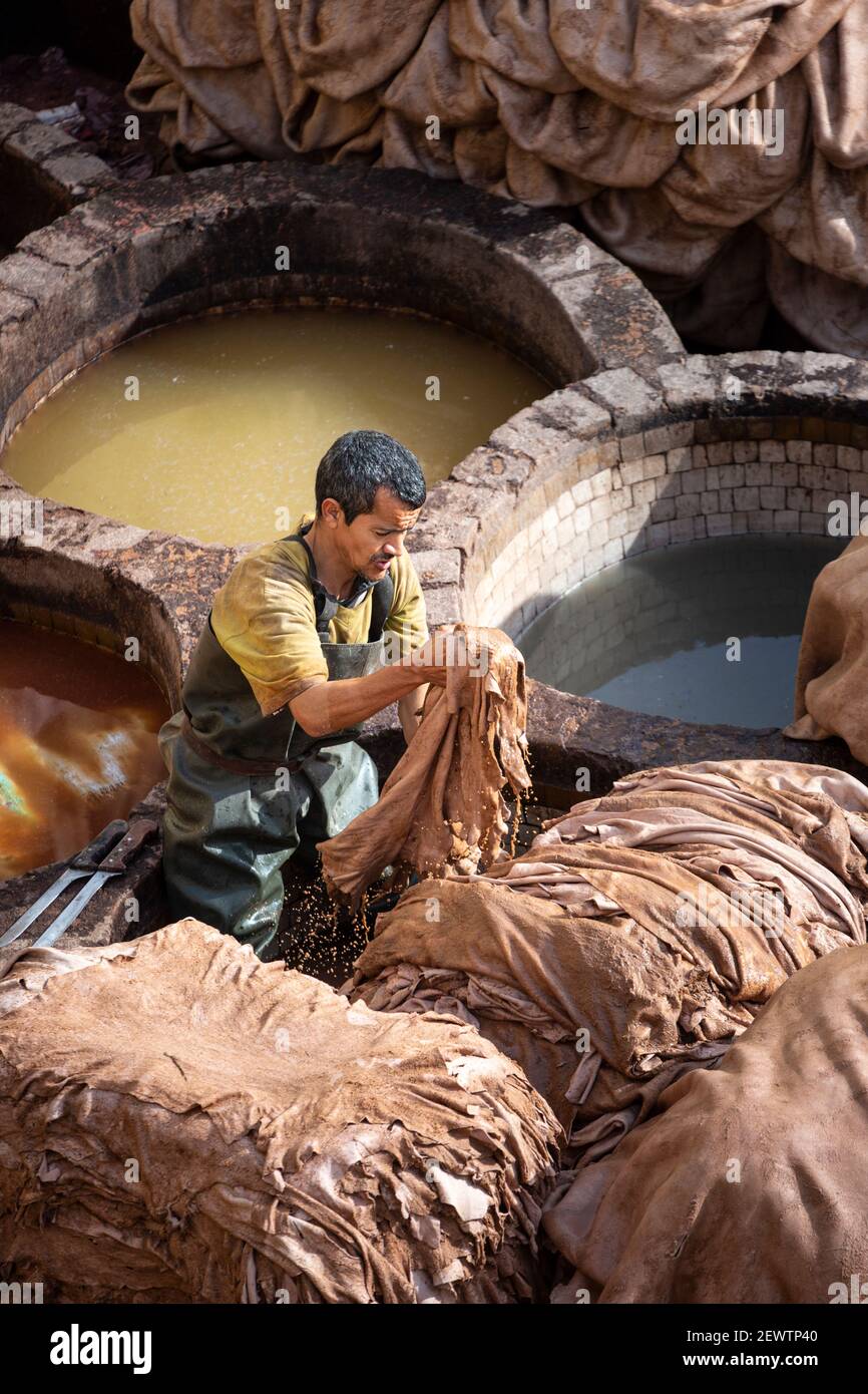 A local man handling animal skins beside honeycombed earth pits, Chouara Tannery, Fes, Morocco Stock Photo