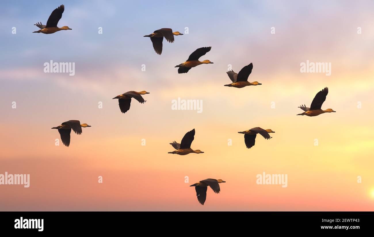 Red crested pochard birds in flight at sunset Stock Photo