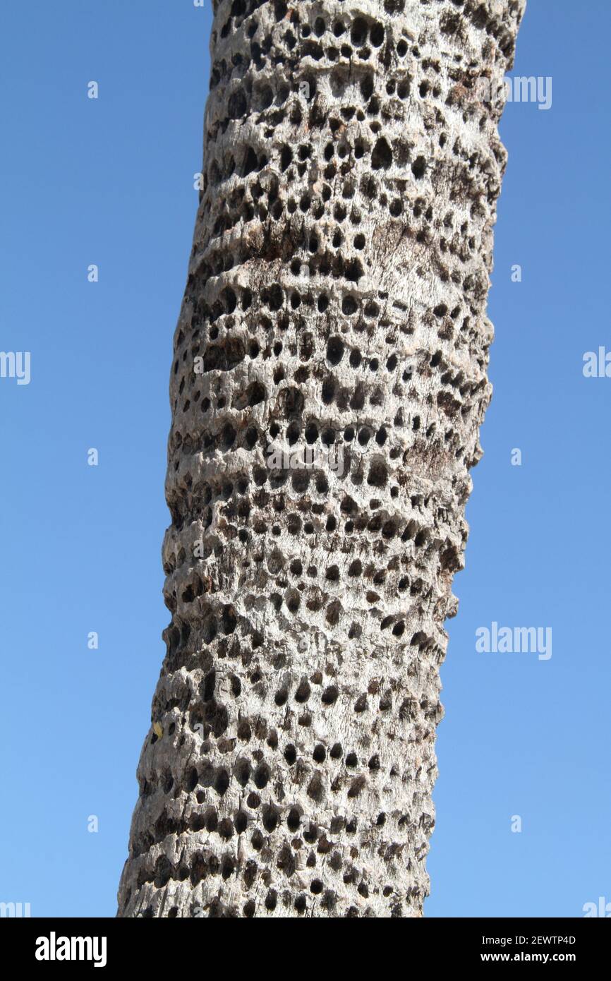 Hundreds of holes drilled by sapsuckers in the trunk of a palm tree in