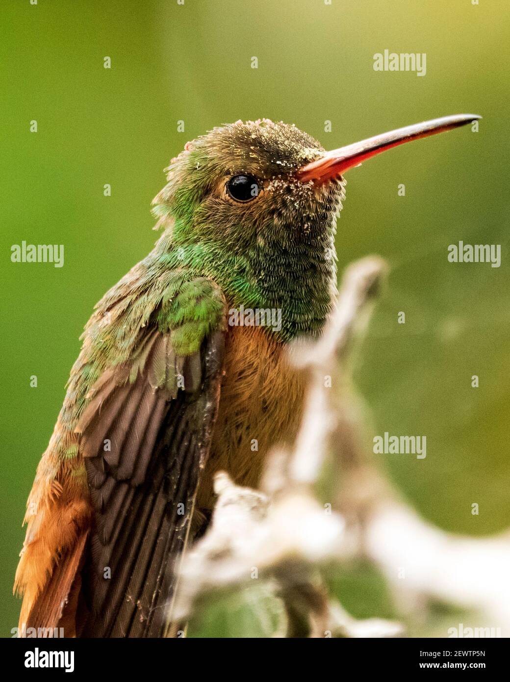 Yucatecan Hummingbird posing for the camera Stock Photo