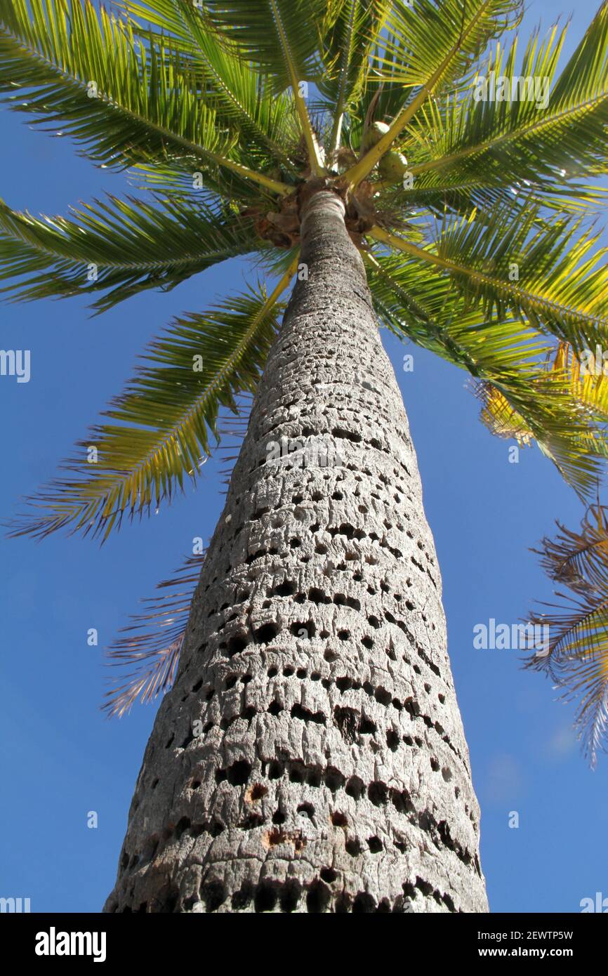 Tropical species palm tree hires stock photography and images Alamy