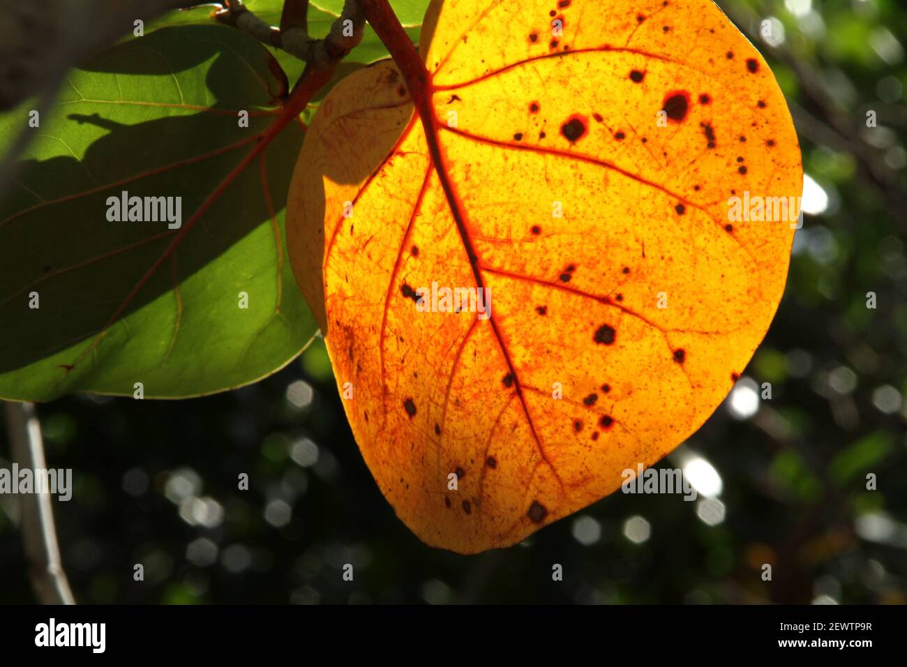 Close-up of the leaves of a Seagrape/ Baygrape tree in Florida, USA. The aged leaves are turning colors. Stock Photo