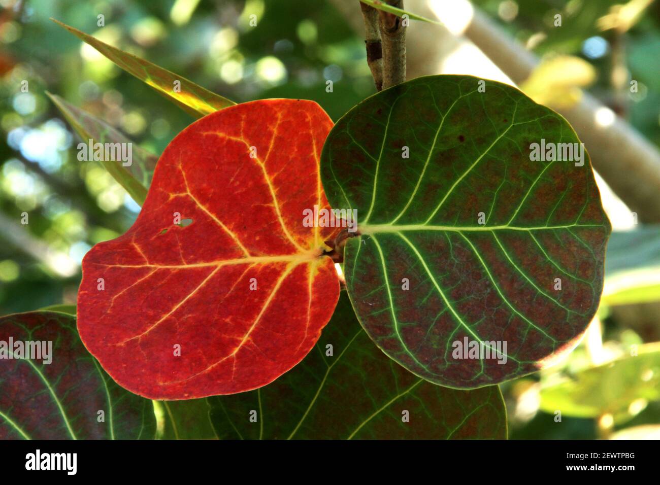 Close-up of the leaves of a Seagrape/ Baygrape tree in Florida, USA. The aged leaves are turning colors. Stock Photo