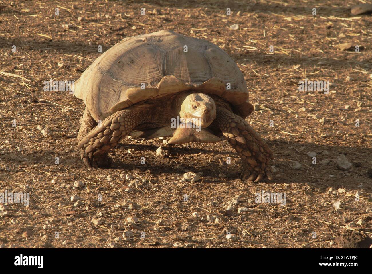 Large Sulcata tortoise in captivity in the USA Stock Photo