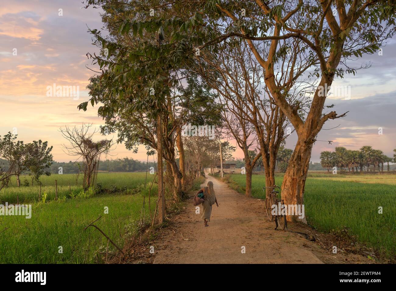 Rural India with unpaved village road and agriculture fields at sunset at  West Bengal India Stock Photo