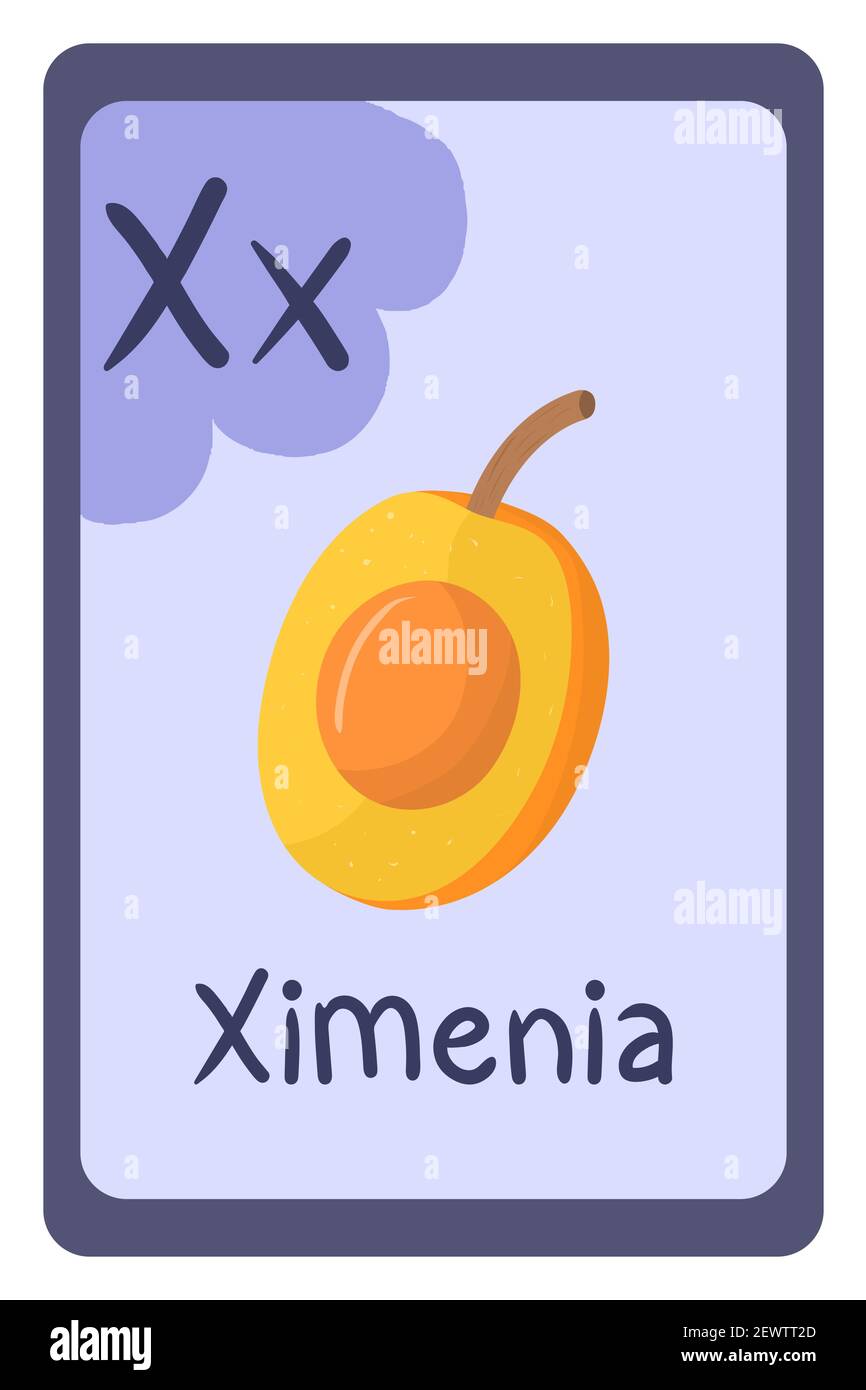 Colorful abc education flash card, Letter X - ximenia, orange fruit. Alphabet vector illustration with food, fruits and vegetables. School, study, learning concept. Stock Vector
