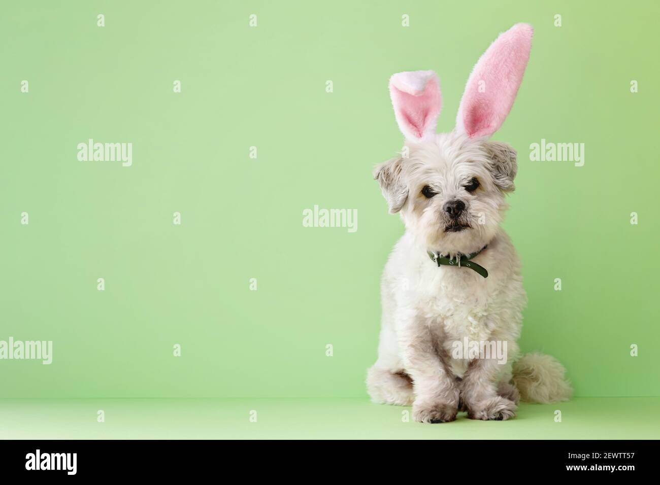 Small white dog dressed up for Easter Stock Photo