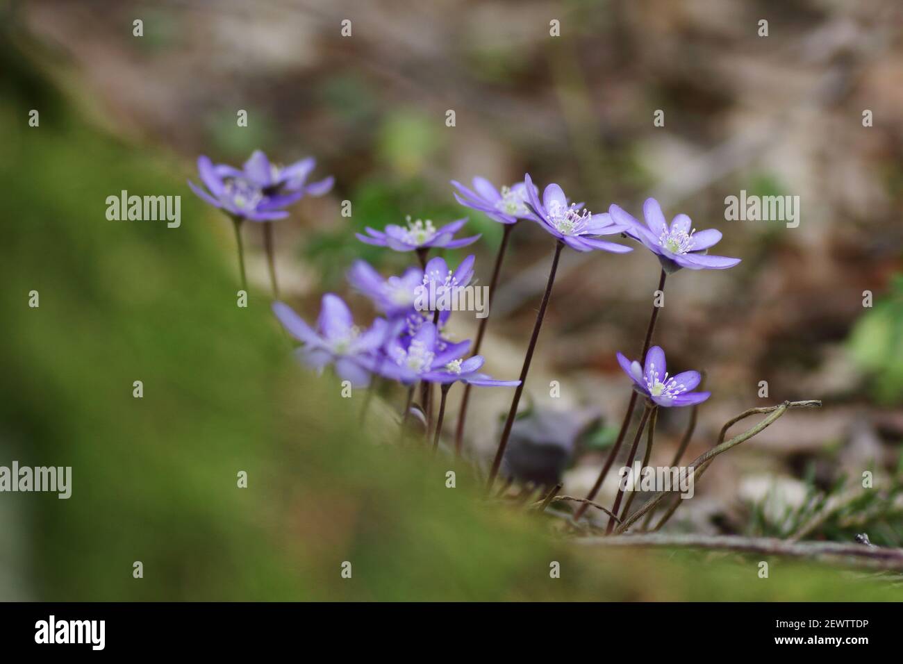 Spring wild flowers outdoors in the forest nature, closeup, lilac wild anemones, natural background texture, easter and 8 march holidays concept Stock Photo