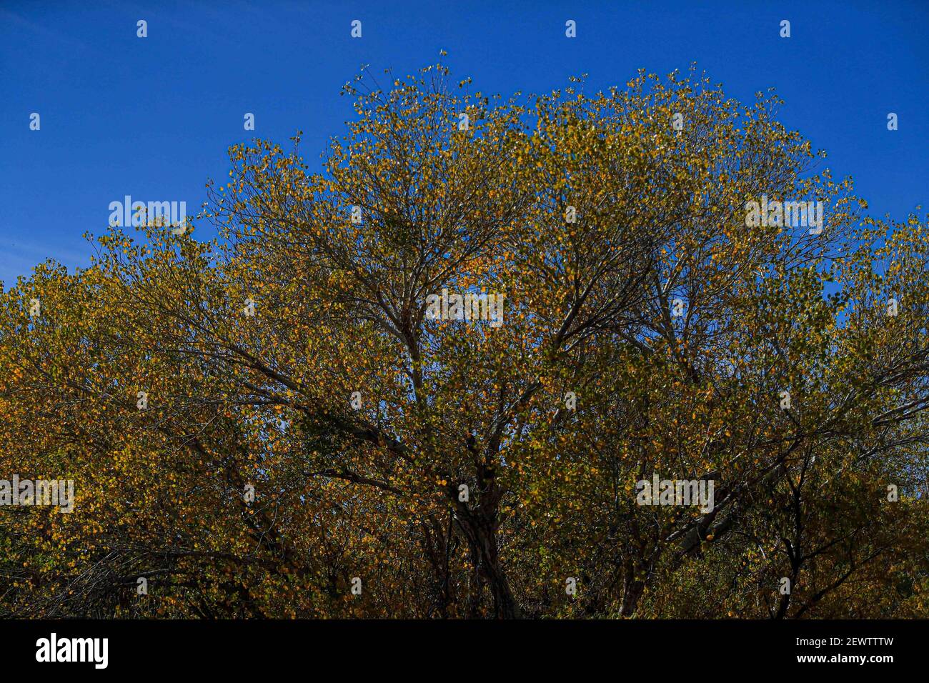 Tree in Tubutama Mexico. Tubutama, Sonora, Mexico. (Photo by Luis