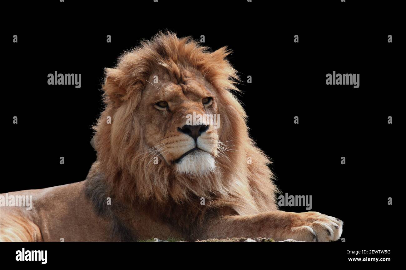 Close Up Of Lion king isolated on black. Stock Photo
