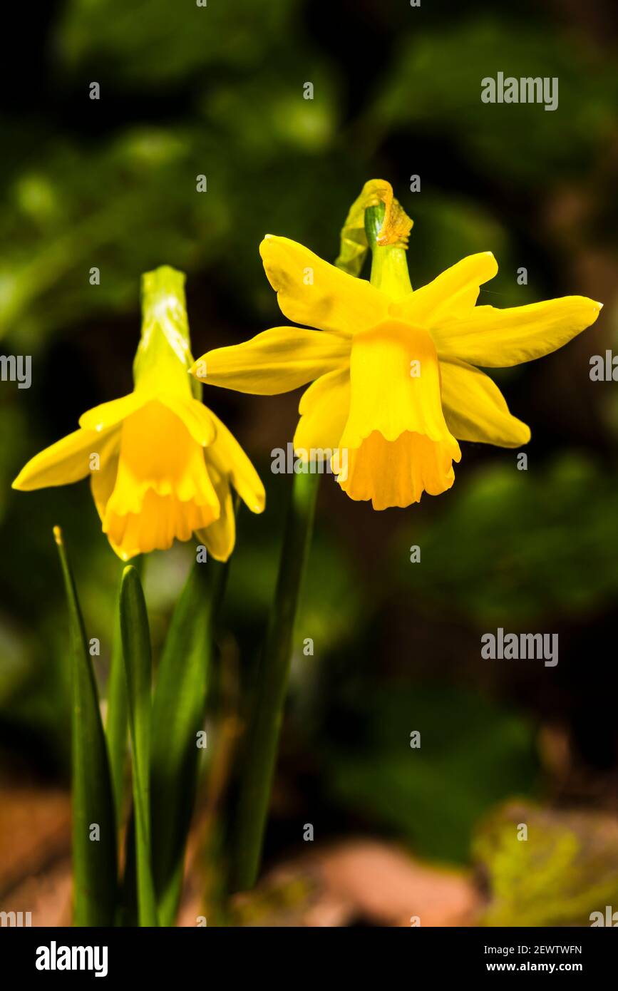 Late winter dwarf daffodils in north London, UK Stock Photo Alamy