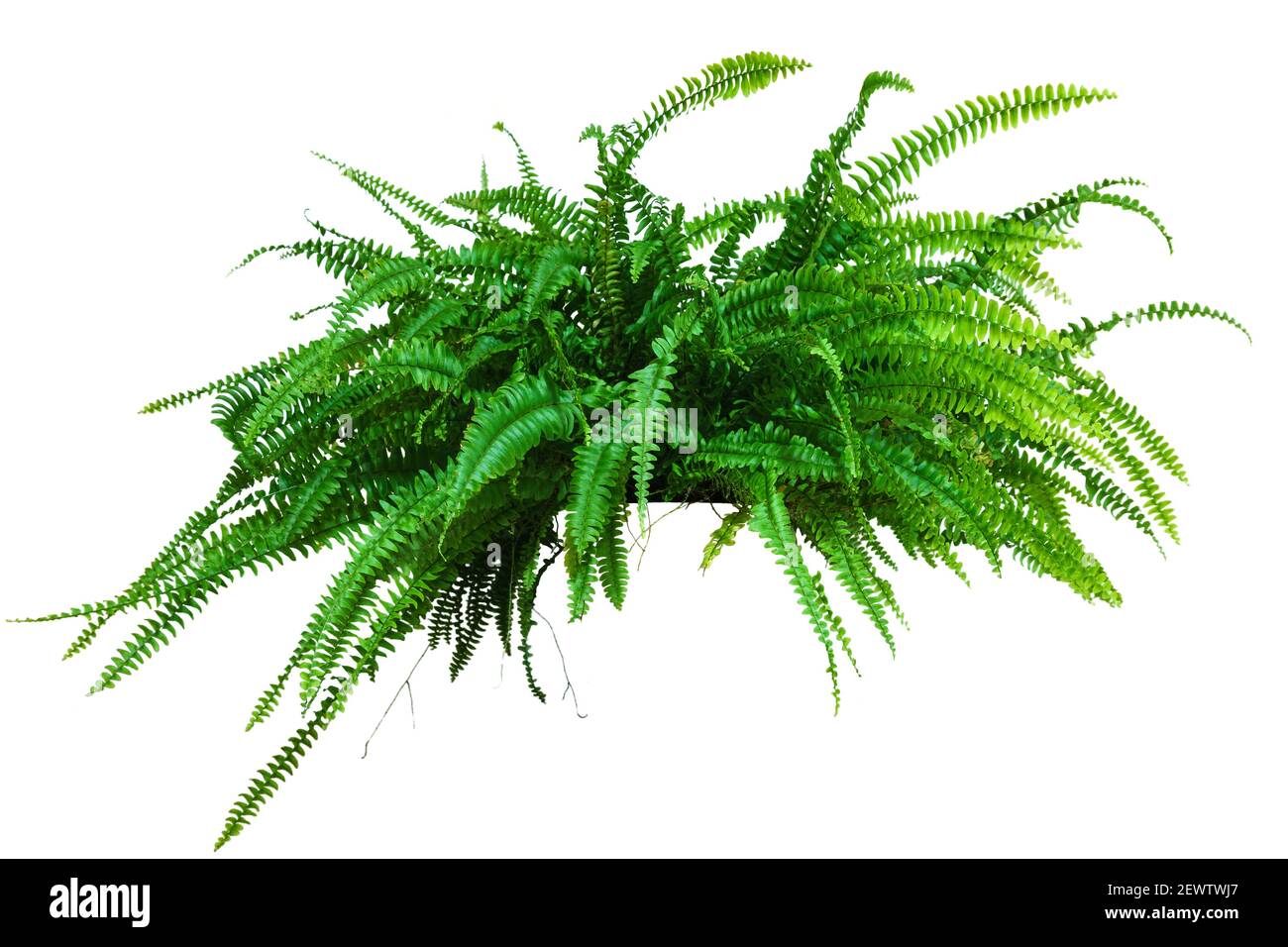 a large potted plant. Fern isolated on white background Stock Photo