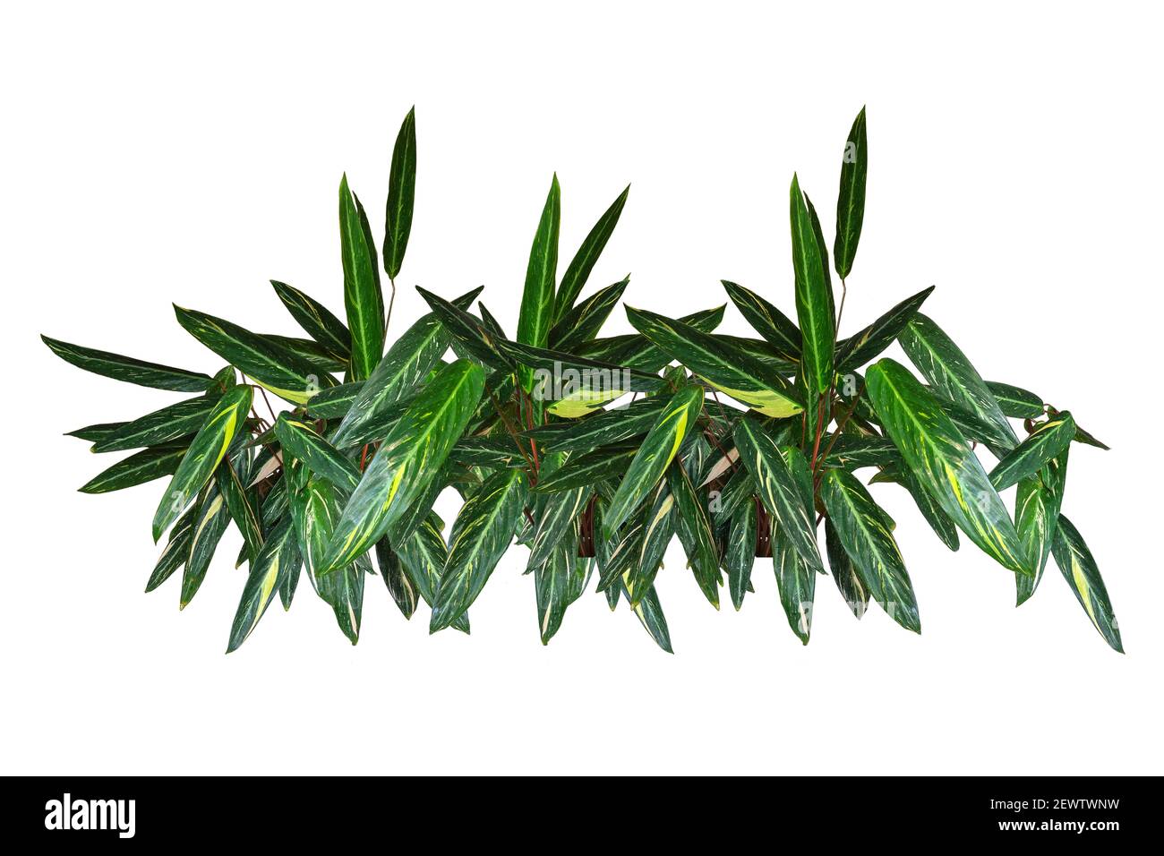 Garland of tropical plants Stromantha. Panoramic view. Isolated on white background. Stock Photo