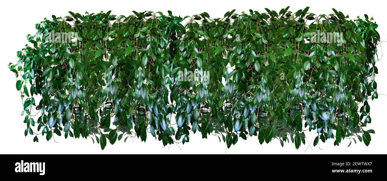 Panorama of thickets of tropical ivy, vines, Hoya isolated on a white background. Stock Photo