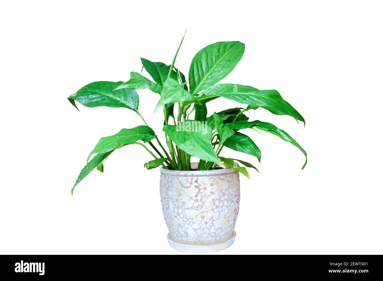 indoor flower Spathiphyllum in ceramic pot isolated on white background Stock Photo