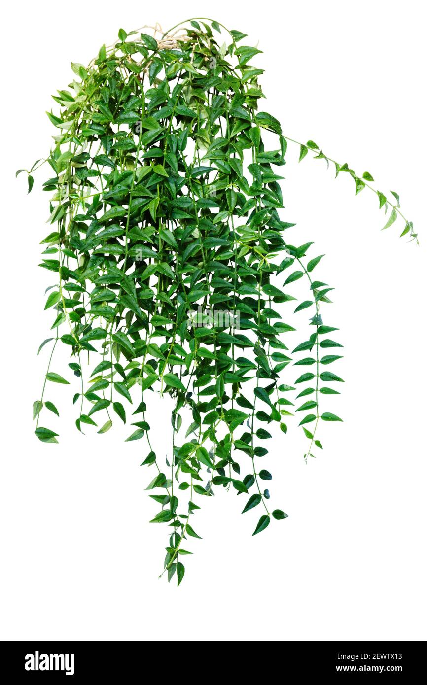 Ivy, vine, creeping plant. houseplant for home and office isolated on white background Stock Photo