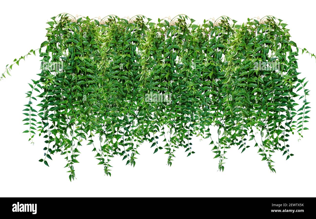 Ivy, grapes, vines, creepers. Decoration to a vertical surface. Landscape design. Isolated on white background. Stock Photo