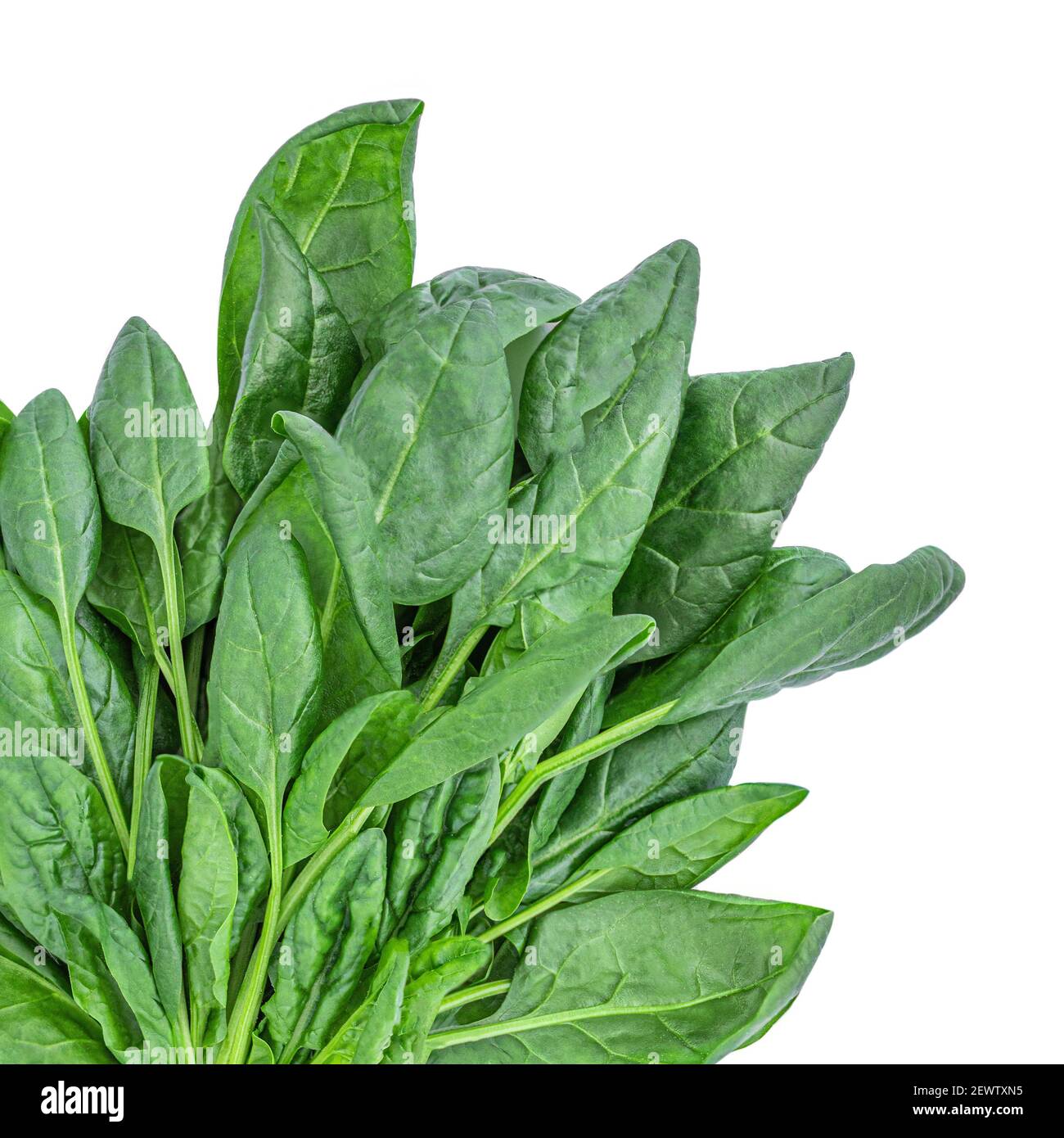 Spinach leaves isolated on white background. Stock Photo