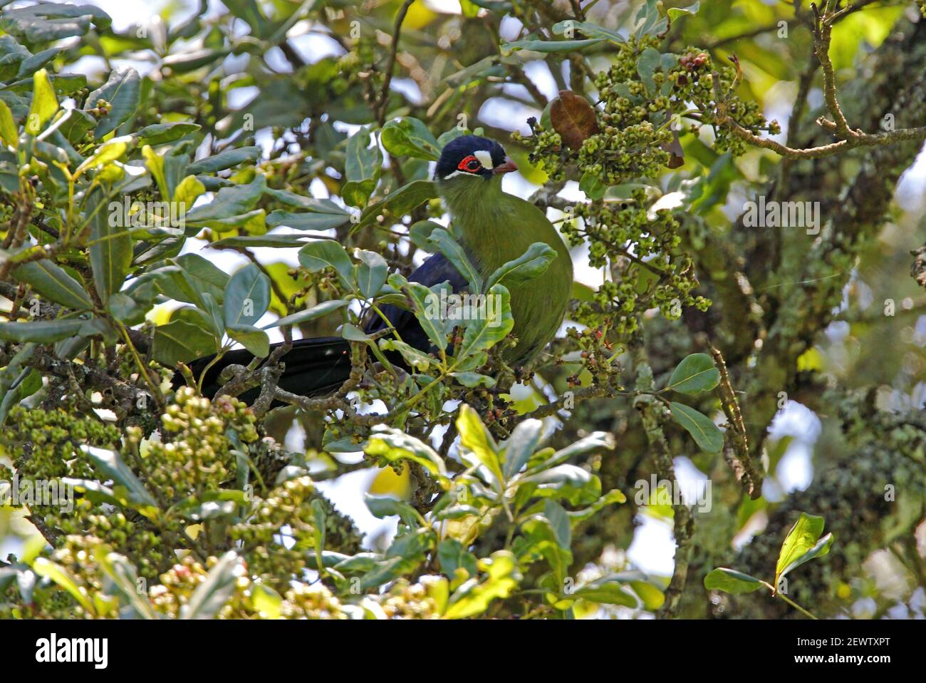 Hartlaub's Turaco (Tauraco hartlaubi) adult in fruiting tree Eburru Forset, Kenya              October Stock Photo