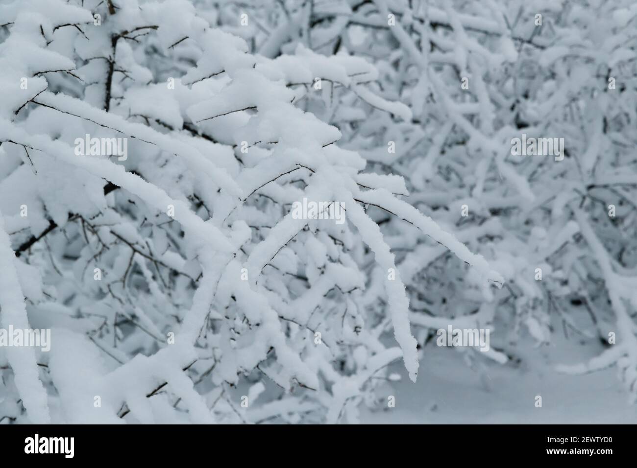 Branches of trees covered with ice and snow, sleet load. Weather ...