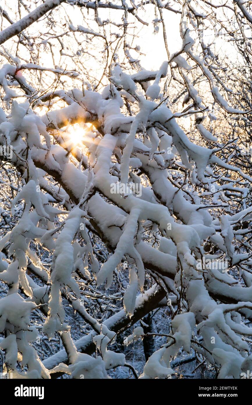 Close up of branches of trees covered with ice and snow with sun at the ...