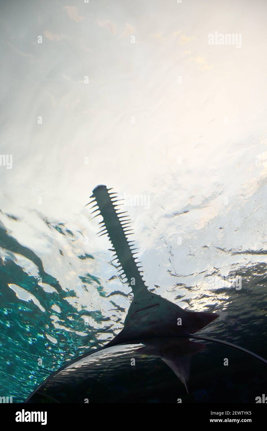 Long nose sawshark hires stock photography and images Alamy