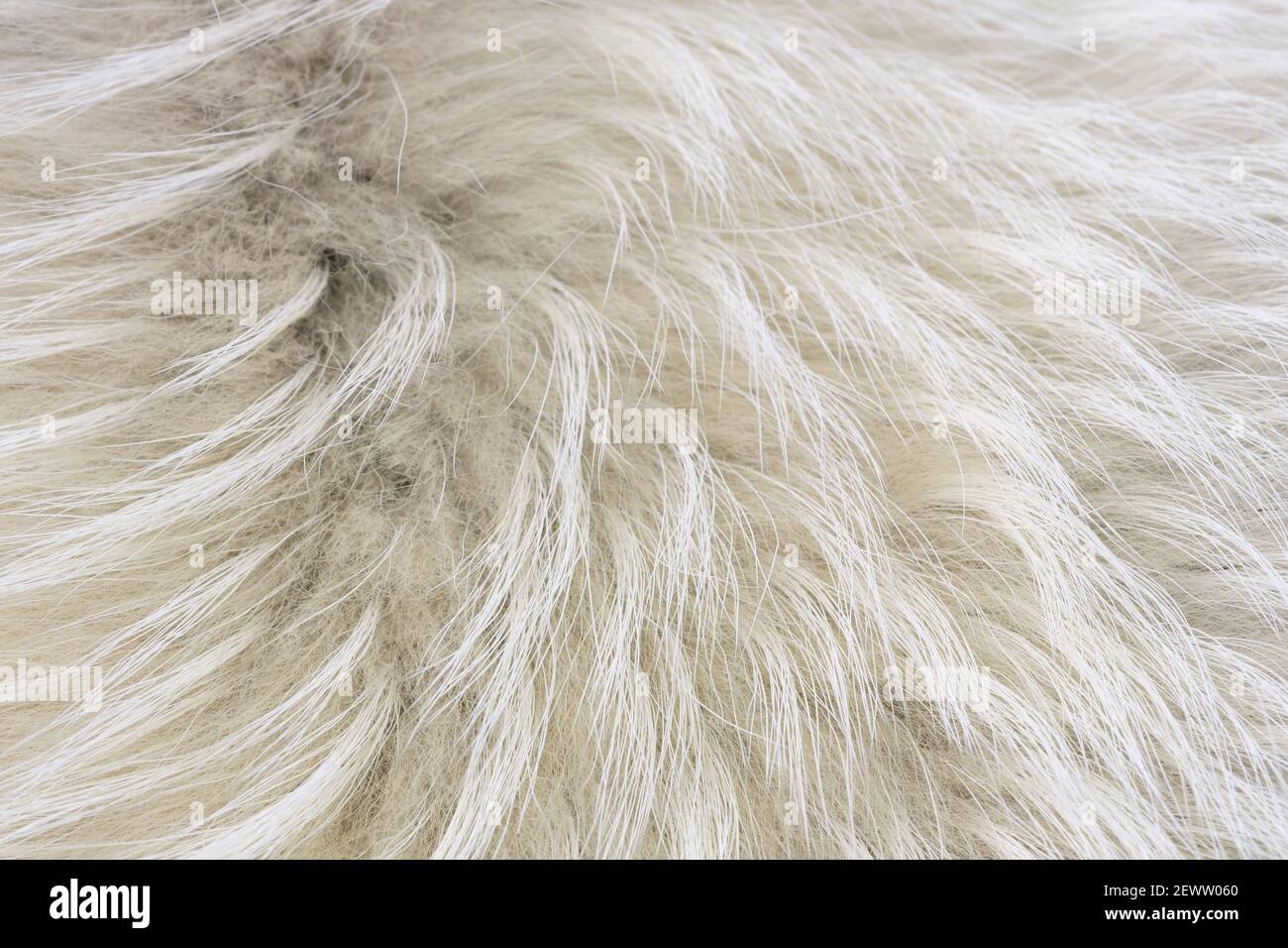 Clean white fur texture using abstract background wallpaper design