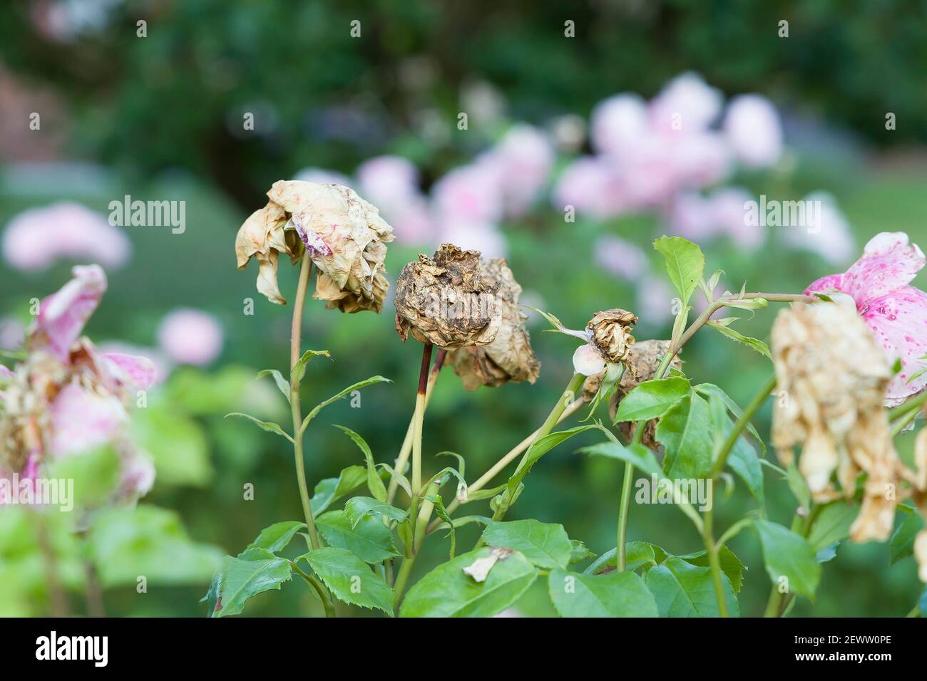 Deadheading roses. Closeup of dead rose flowers in a rose hedge. Garden in England, UK Stock Photo