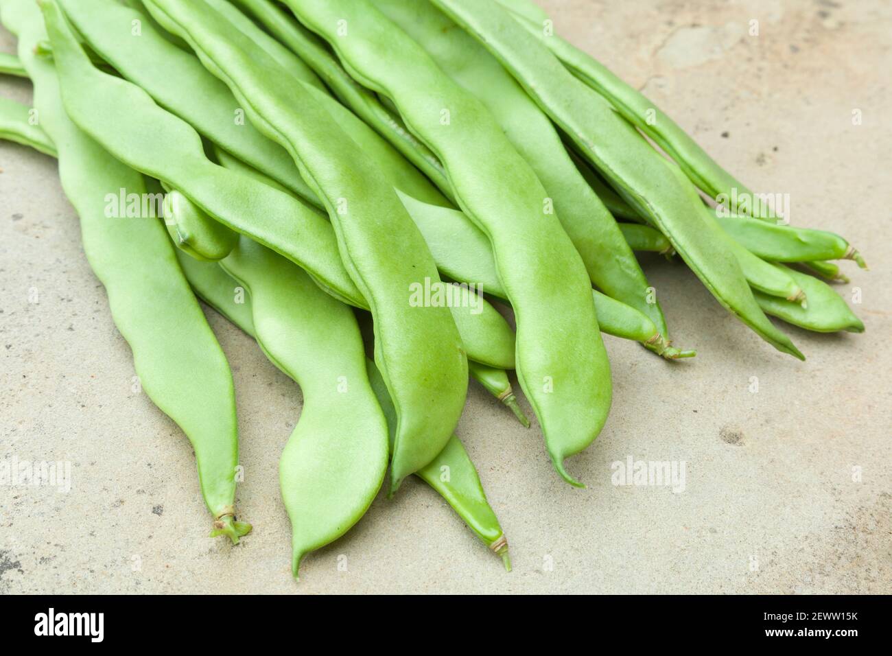French beans, climbing French bean Hunter crop, a type of phaseolus vulgaris or common green bean, UK Stock Photo