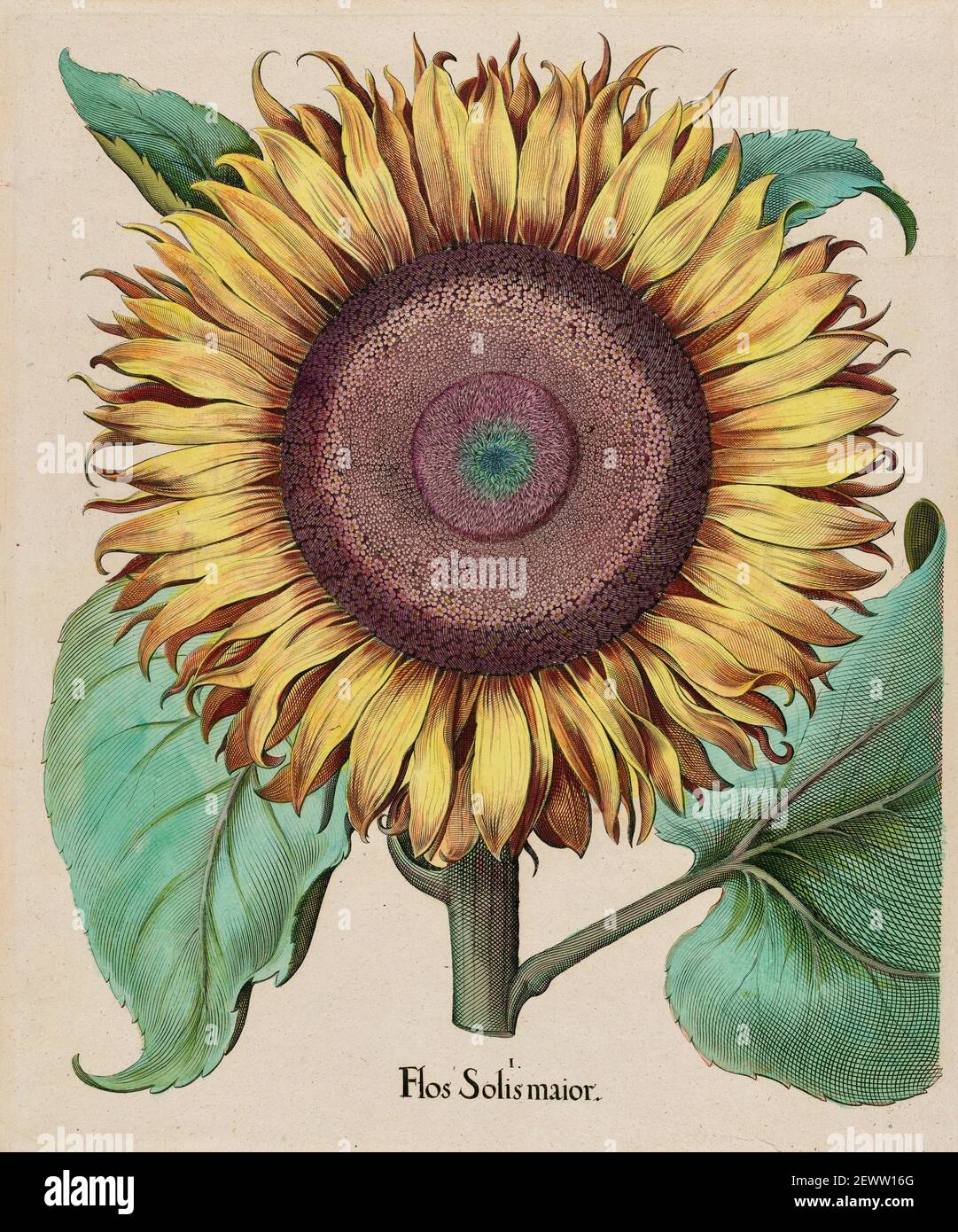 Basilius Besler scientific illustration and work of art from the horticultural catalogue Hortus Eystettensis or Florilegium-Sunflower-Flos solismajor. Stock Photo