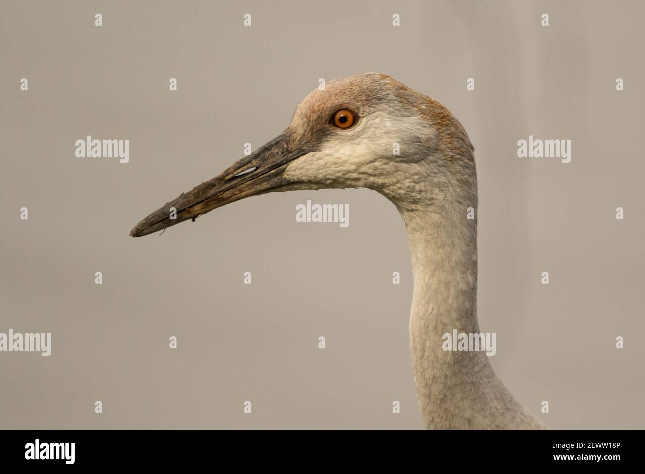 Close-up portrait of a juvenile sandhill crane, Antigone canadensis. Stock Photo