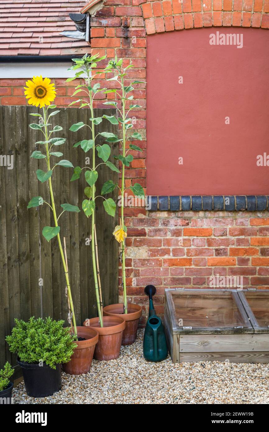Sunflower wall fence garden hires stock photography and images Alamy