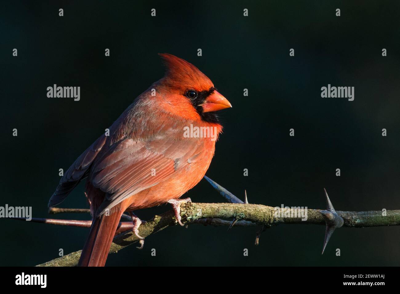 Portrait of a male northern cardinal, Cardialis cardinalis. Stock Photo