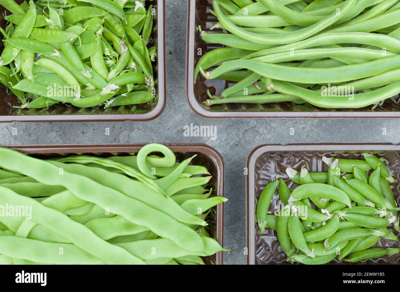 Vegetable box with homegrown garden vegetables, legumes and beans, UK Stock Photo