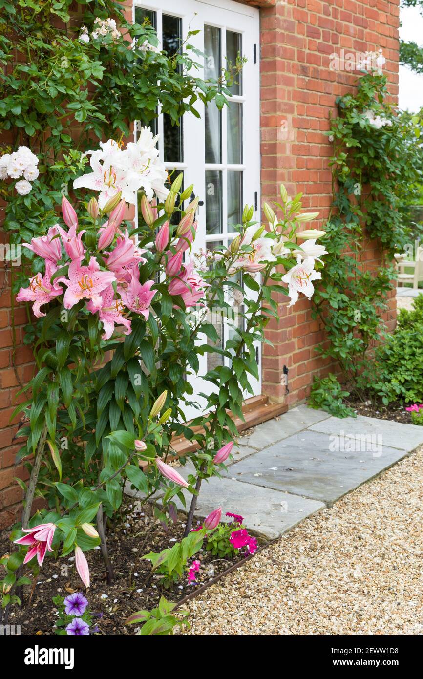Oriental lilies, lily flower border in an English garden, UK Stock Photo