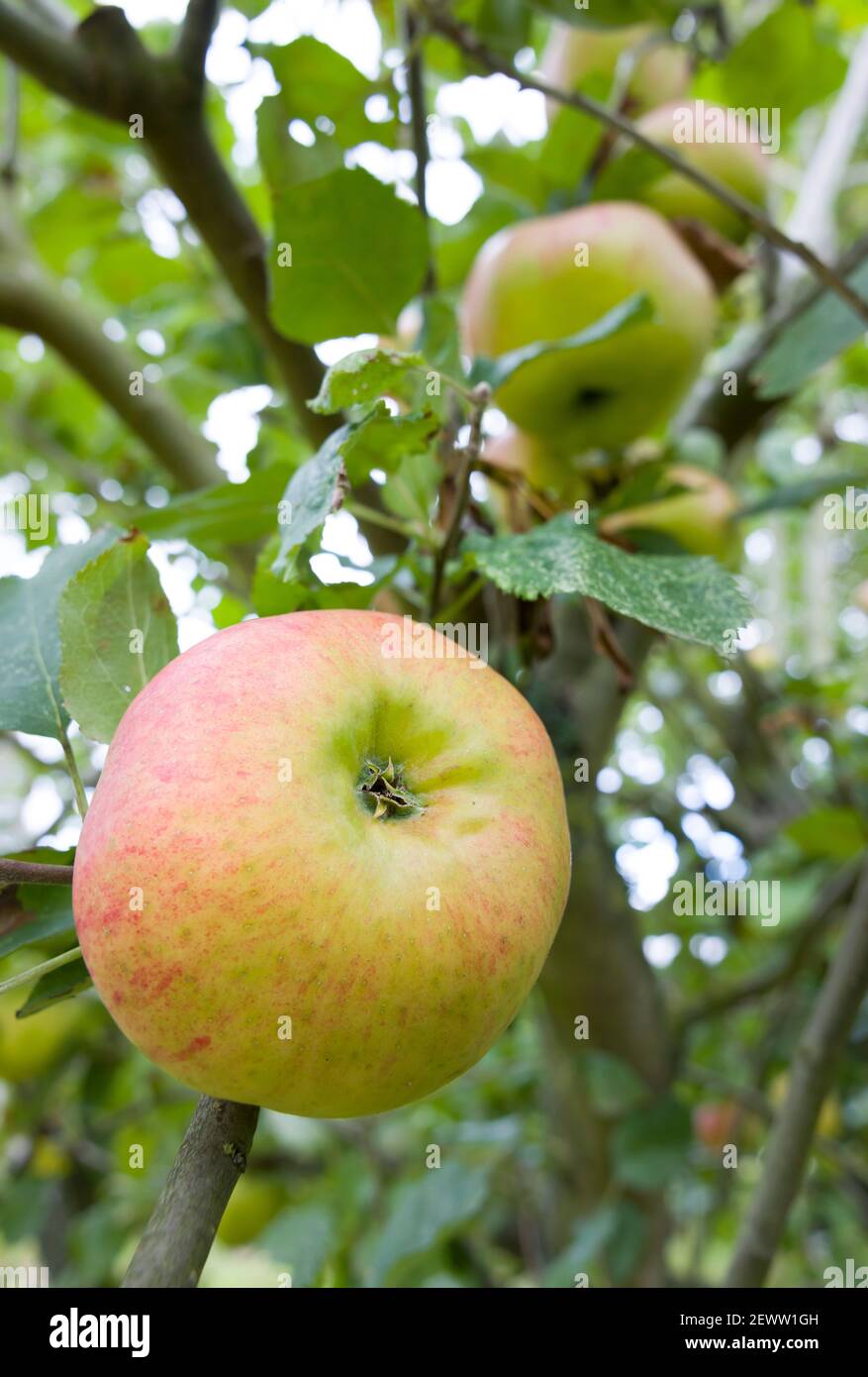 Closeup of bramley cooking apple growing in a tree in UK Stock Photo