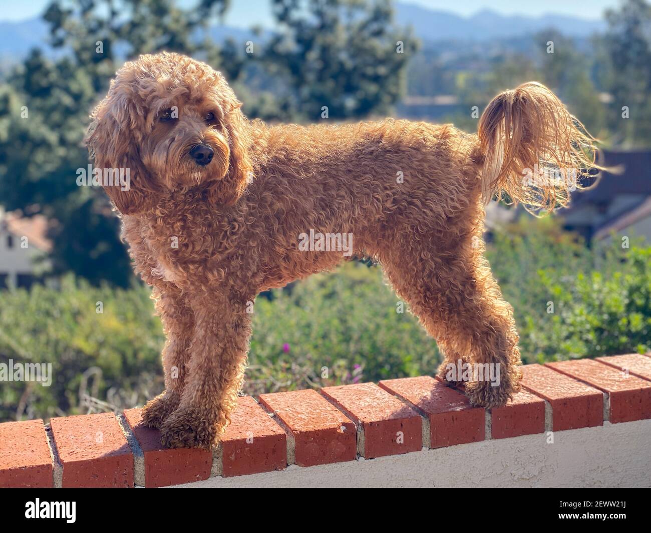 Cavapoo dog outside in the garden, mixed -breed of Cavalier King Charles  Spaniel and Poodle Stock Photo - Alamy