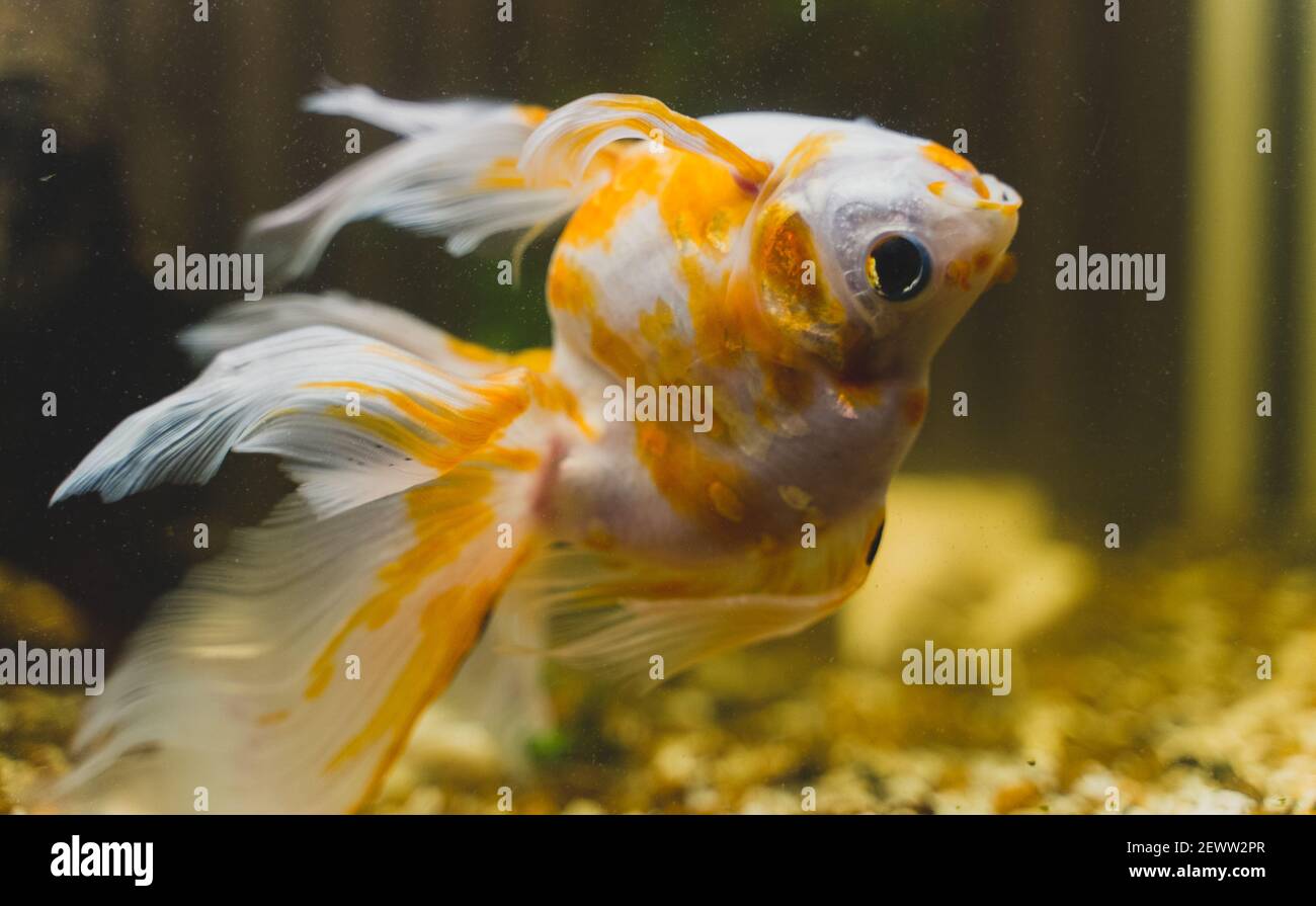 Fish Sick Upside Down