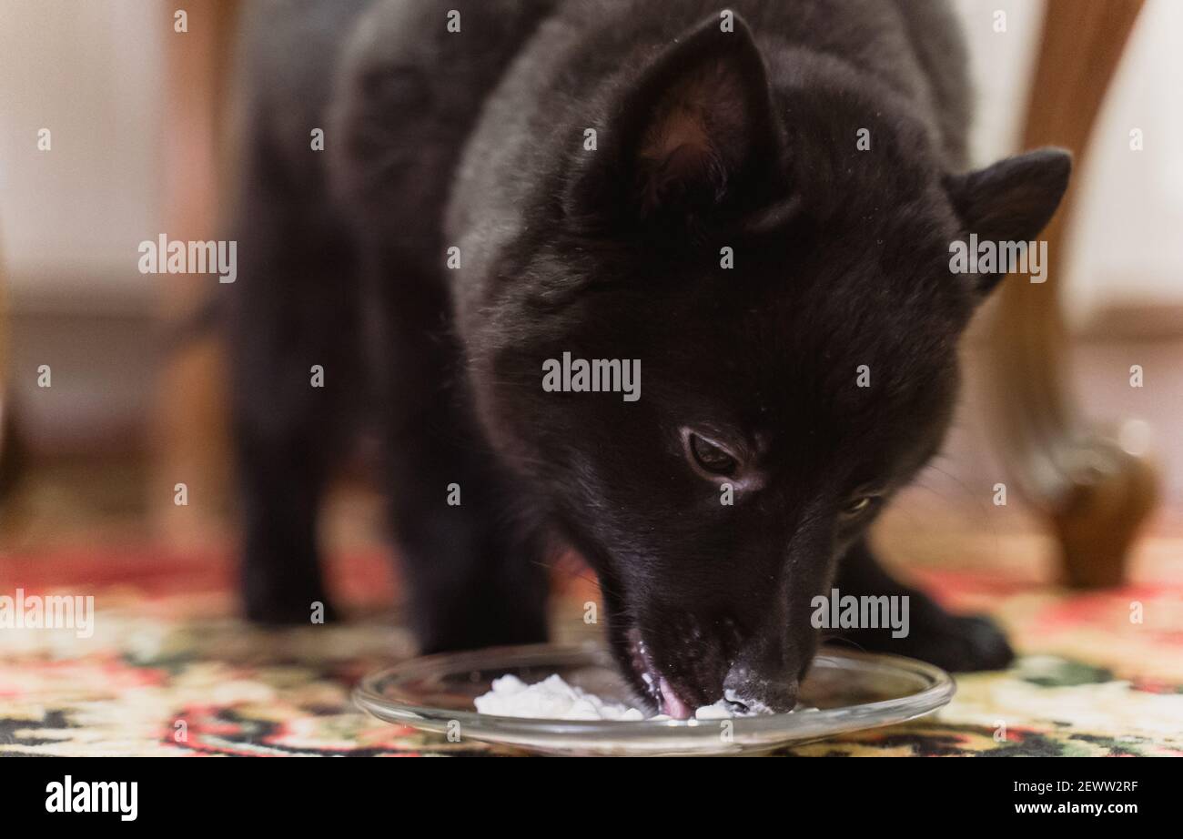 Young Schipperke puppy is eating cottage cheese Stock Photo Alamy